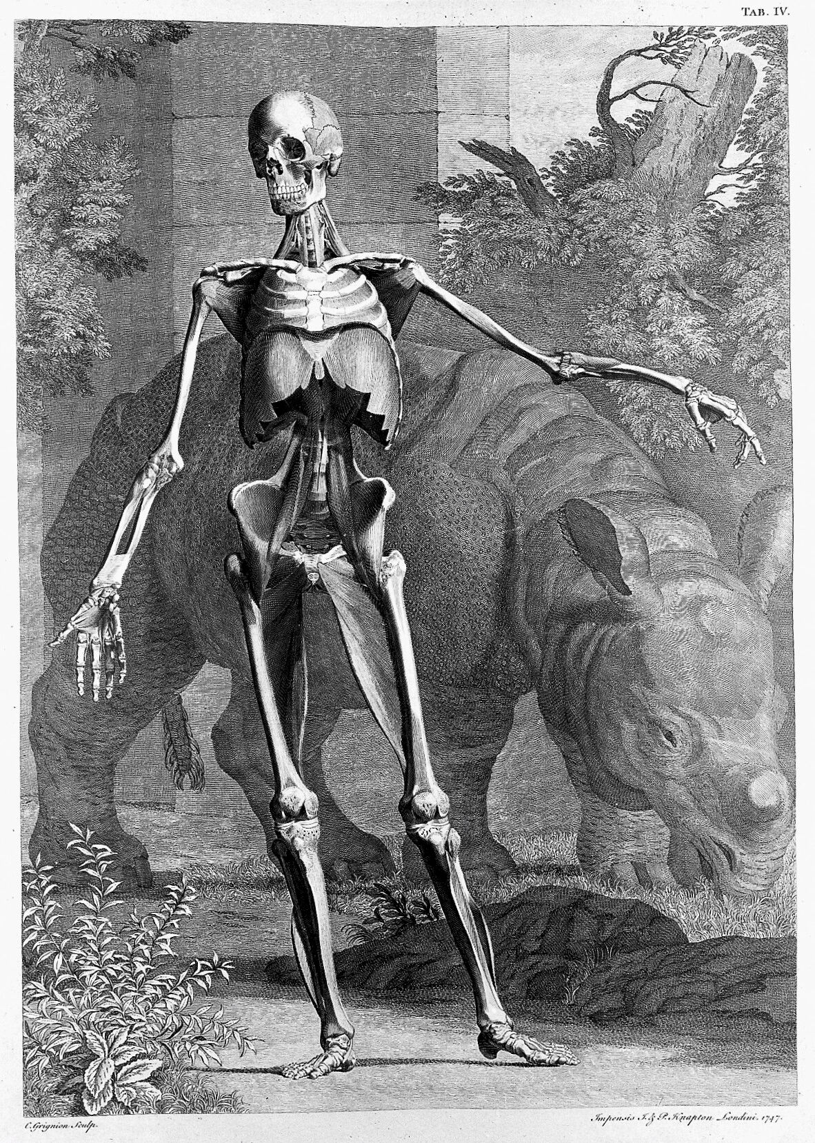 This is an image of a skeleton in front of a rhinoceros from the book "Tables of the Skeleton and Muscles of the Human Body" translated from the Latin by Bernhard Siegfried Albinus. The book was published in 1749.