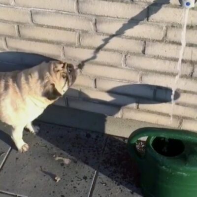 a dog licking a shadow of water on a wall — thinking that he's actually going to get a drink